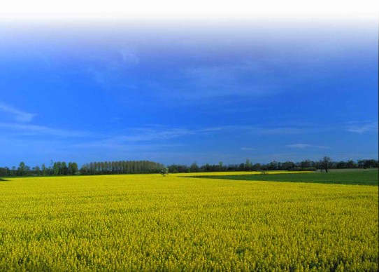 20070720_campo-cielo